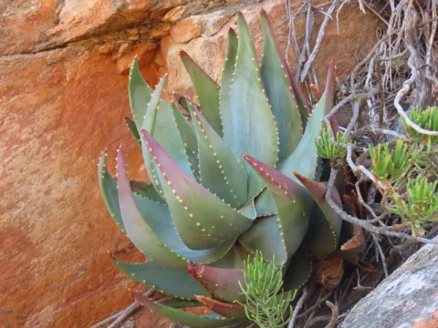 Aloe comptonii