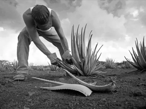 Aloe vera