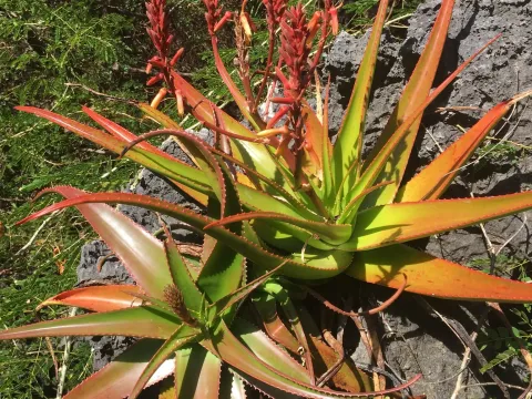 Aloe socialis
