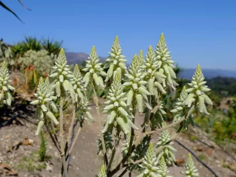 Woolly aloe