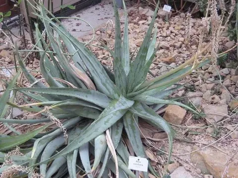 Aloe vacillans
