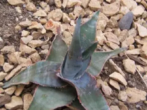 Poison Aloe
