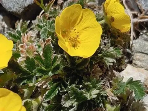 Potentilla subjuga