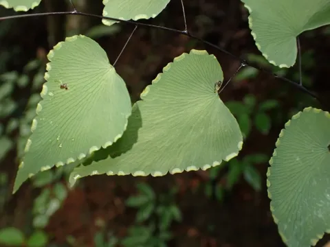 Adiantum subcordatum