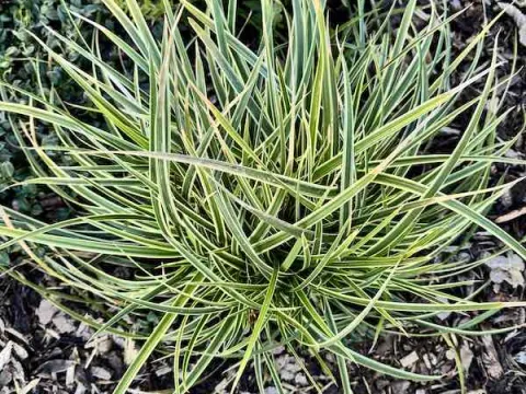 Carex foliosissima