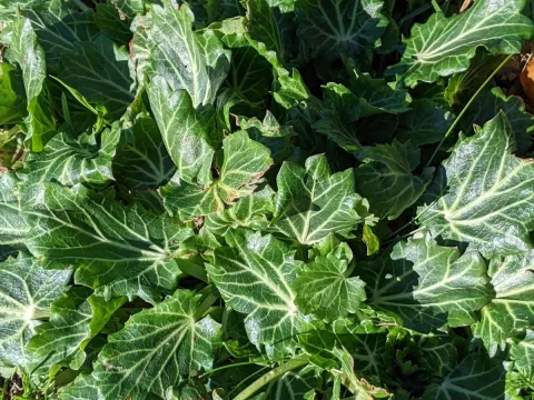 Moroccan sea holly