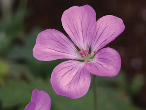 Riverslea geranium
