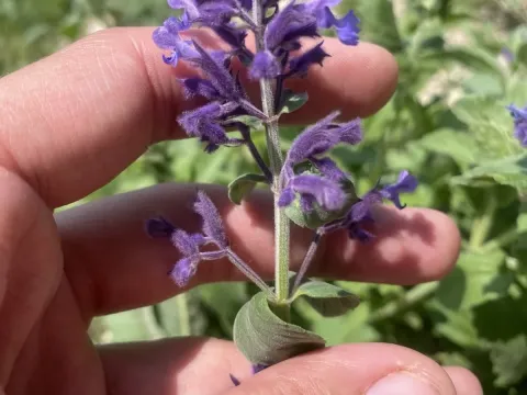 Nepeta cyanea