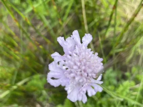 Scabiosa incisa