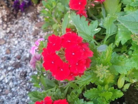 Verbena hybrida