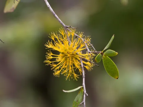 Asteromyrtus