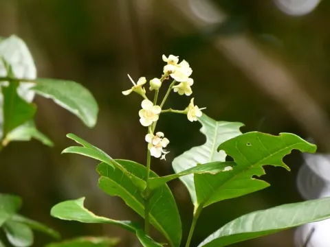 Bancroft's backhousia