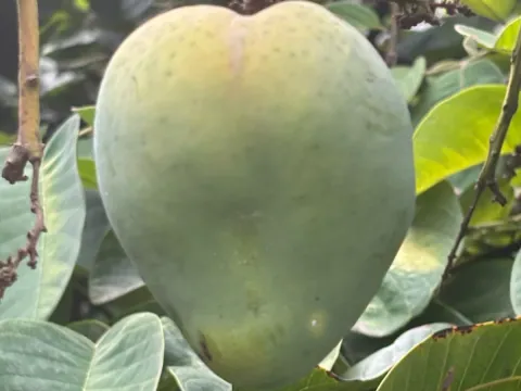 Mango