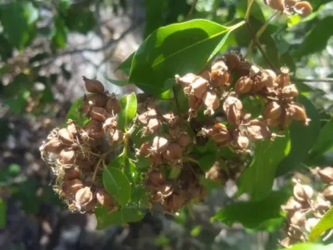 Backhousia tetraptera