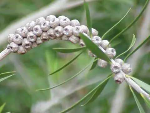 Barongia