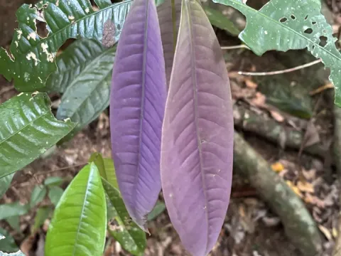 Lindsayomyrtus