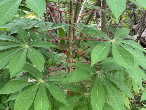 Cassava