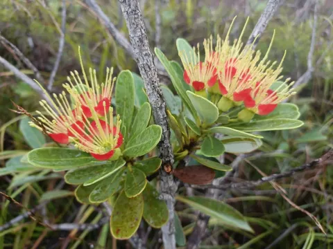 Orange Xanthostemon