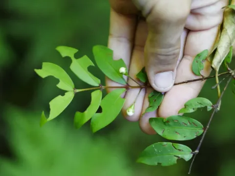 Pilidiostigma