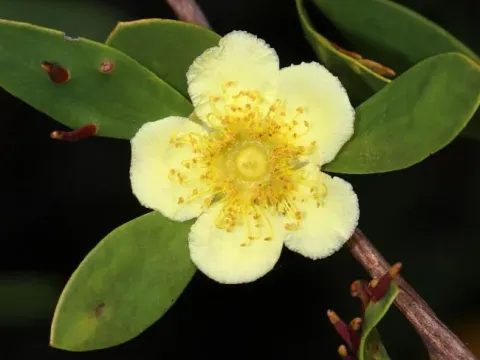 Neofabricia