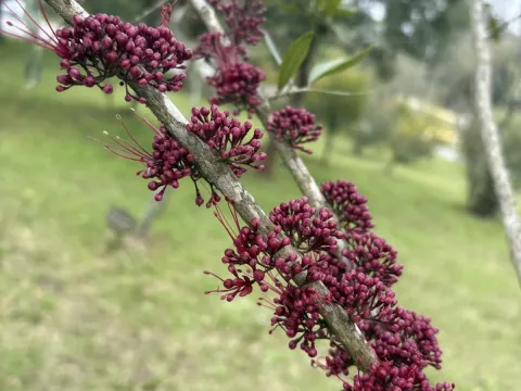Myrrhinium