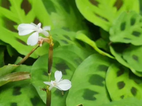 Arrowroot