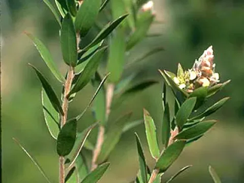 Aggreflorum