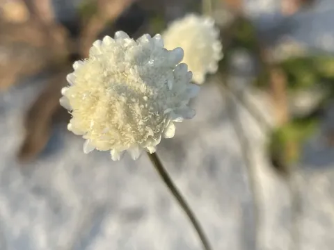 Comanthera