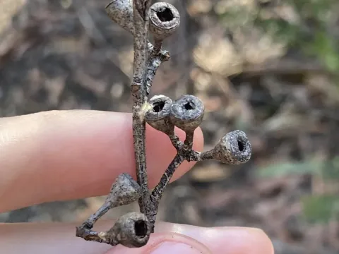 Lemon ironbark