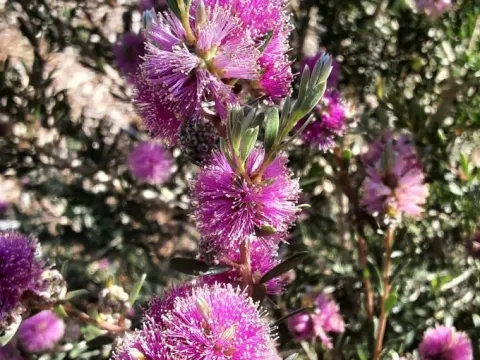 Melaleuca