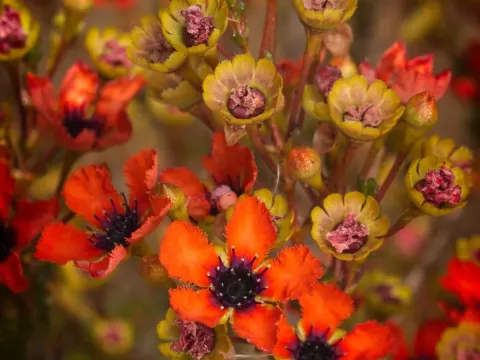 Pileanthus