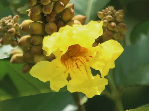 Markhamia