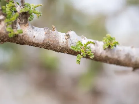 Commiphora planifrons