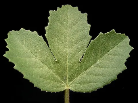 Jatropha ellenbeckii