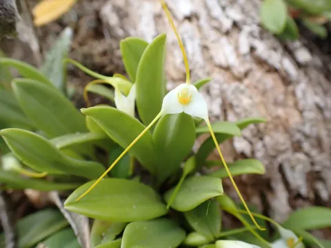 Masdevallia