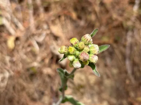 Eschenbachia
