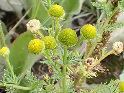 German chamomile
