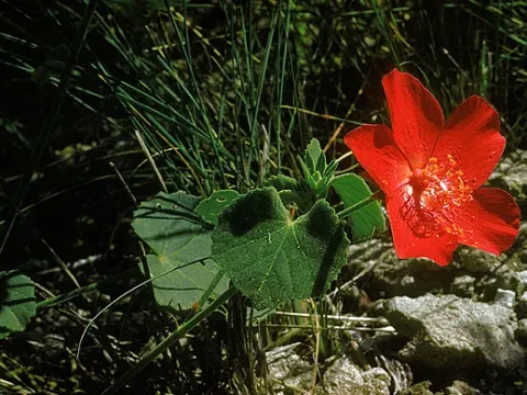 Hibiscus martianus