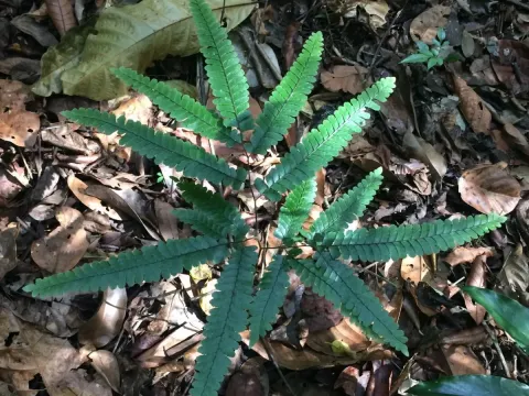 Adiantum abscissum