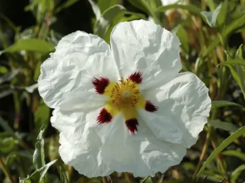 Cistus ledon