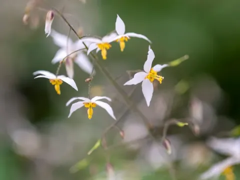 Epimedium stellulatum
