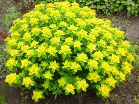 Cushion spurge