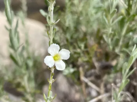 Gomphostigma virgatum