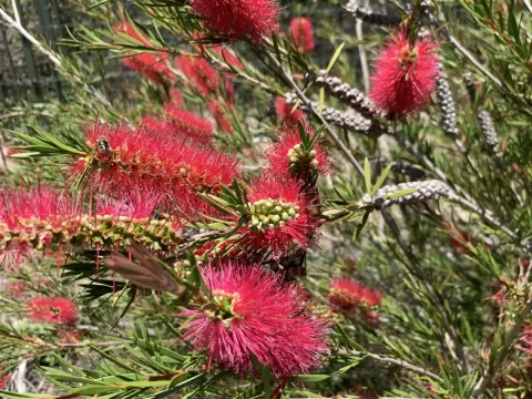 Melaleuca subulata
