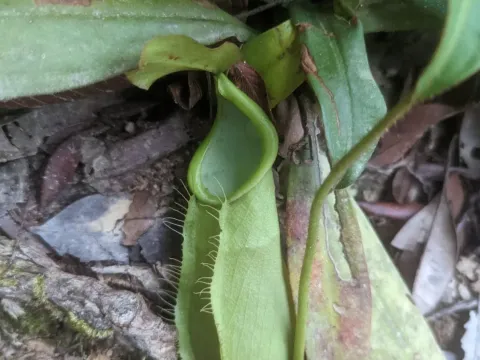 Nepenthes hispida