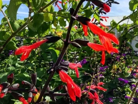 Salvia gesneriflora