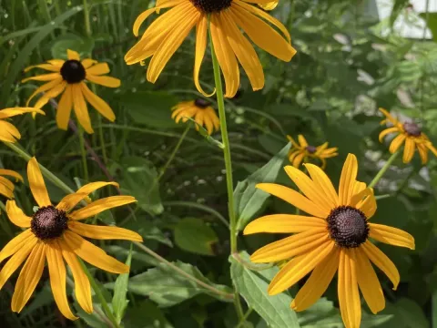 Rudbeckia sullivantii