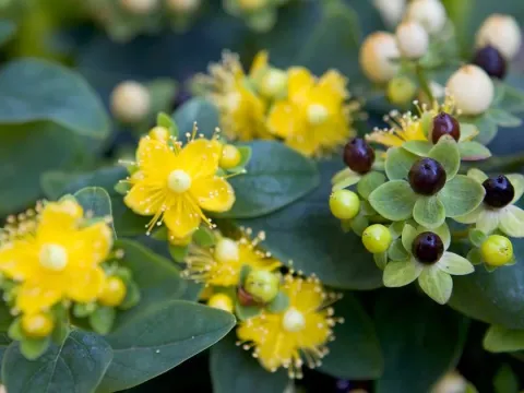 Hypericum dummeri