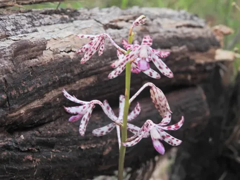 Dipodium