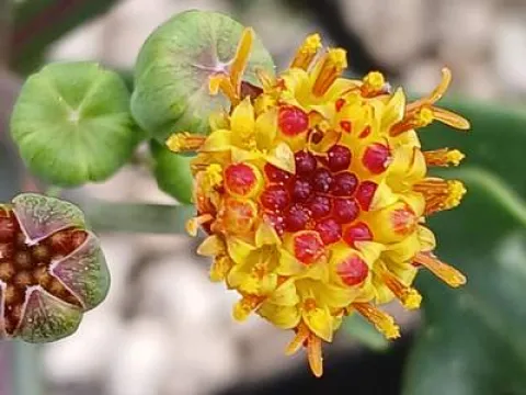 Othonna lobata